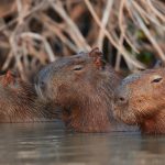 8335 Capybara (Hydrochoerus hydrochaeris), Pantanal, Brazil