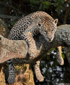 8337 Jaguar (Panthera onca), Pantanal, Brazil