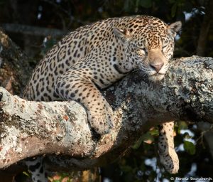 8336 Jaguar (Panthera onca), Pantanal, Brazil