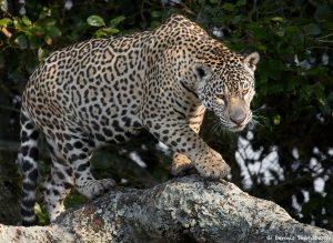 8338 Jaguar (Panthera onca), Pantanal, Brazil
