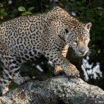 8338 Jaguar (Panthera onca), Pantanal, Brazil