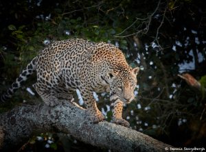 8339 Jaguar (Panthera onca), Pantanal, Brazil