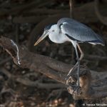 8214 Cocoi Heron (Ardea cocoi), Pantanal, Brazil