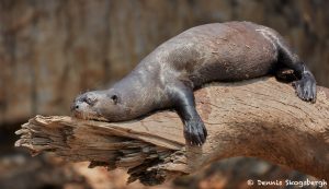 8224 Giant River Otter (Pteronura brasiliensis), Pantanal, Brazil