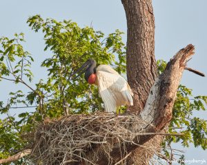 8228 Jabiru Nest (Jabiru mycteria), Pantanal, Brazil