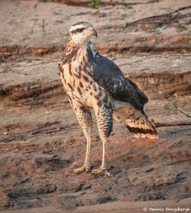 8232 Savanna Hawk (Buteogallus meridionalis), Pantanal, Brazil