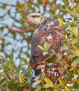 8231 Savanna Hawk (Buteogallus meridionalis), Pantanal, Brazil