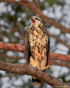 8230 Savanna Hawk (Buteogallus meridionalis), Pantanal, Brazil