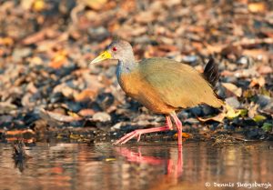 8235 Gray-necked Wood Rail (Aramides cajanea), Pixaim River, Pantanal, Brazil