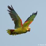 8239 Yellow-faced Parrot, Pantanal, Brazil