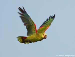 8239 Yellow-faced Parrot, Pantanal, Brazil