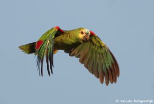 8238 Yellow-faced Parrot, Pantanal, Brazil