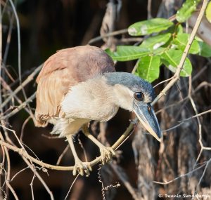 8243 Boat-billed Heron (Cochlearius cochlearius), Pantanal, Brazil