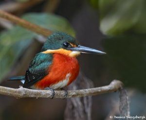 8245 American Pygmy Kingfisher (Chloroceryle aenea), Pixaim River, Pantanal, Brazil