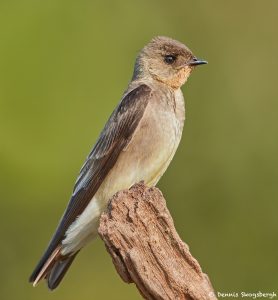 8246 Rough-winged Swallow, Pantanal, Brazil