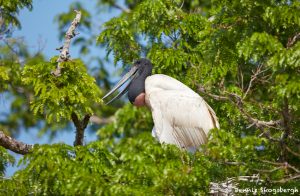 8249 Jabiru in Nest (Jabiru mycteria), Pantanal, Brazil