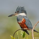 8250 Ringed Kingfisher (Megaceryle torquata), Pantanal, Brazil