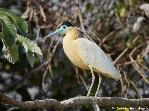 8251 Capped Heron (Pilherodius pileatus), Pantanal, Brazil