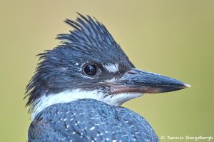 8257 Ringed Kingfisher (Megaceryle torquata), Pantanal, Brazil
