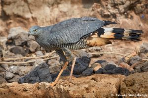 8258 Crane Hawk (Geranospiza caerulescens), Pantanal, Brazil