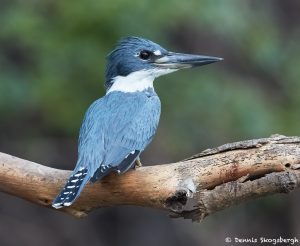 8261 Ringed Kingfisher (Megaceryle torquata), Pantanal, Brazil