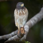 8262 Roadside Hawk (Buteo magnirostris), Pantanal, Brazil