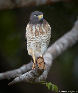 8262 Roadside Hawk (Buteo magnirostris), Pantanal, Brazil