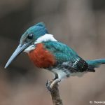 8317 Male Green Kingfisher (Chloroceryle americana), Pantanal, Brazil