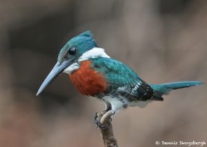 8317 Male Green Kingfisher (Chloroceryle americana), Pantanal, Brazil