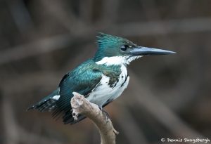 8318 Amazon Kingfisher (Chloroceryle amazona), Pantanal, Brazil
