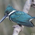 8321 Amazon Kingfisher (Chloroceryle amazona), Pantanal, Brazil