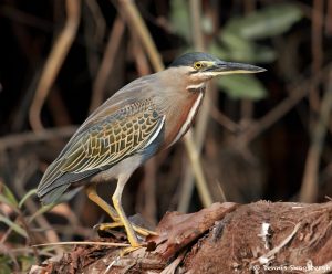 8323 ed Heron (Butorides striata), Pantanal, Brazil