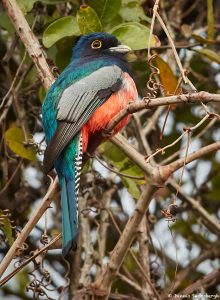 8327 Blue-crowned Trogon (Trogon curucui), Pantanal, Brazil
