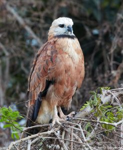 8328 Black-collard Hawk (Busarellus nignicollis), Pantanal, Brazil