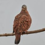8329 Ruddy Ground Dove (Columbina talpacoti), Pantanal, Brazil