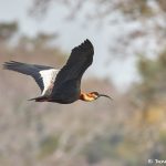 8334 Buff-necked Ibis (Theristicus caudatus), Pantanal, Brazil