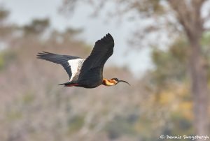 8334 Buff-necked Ibis (Theristicus caudatus), Pantanal, Brazil