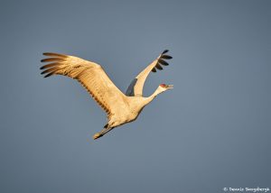 8434 Sandhill Crane (Grus canadensis), Bosque del Apache, NM