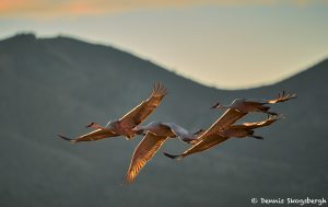 8412 Sunset, Sandhill Cranes (Grus canadensis), Bosque del Apache, NM