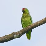 8435 Crimson-fronted Parakeet(Psittacara finschi), Laguna del Lagarto Lodge, Costa Rica