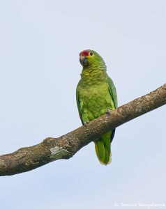 8435 Crimson-fronted Parakeet(Psittacara finschi), Laguna del Lagarto Lodge, Costa Rica