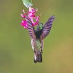 9090 Buff-tailed Coronet (Boissonneauna flacescens), Tandayapa Bird Lodge, Ecuador