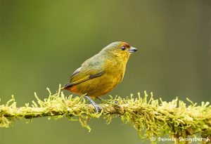 8444 Female Olive-backed Euphonia (Euphonia gouldi), Laguna del Lagarto Lodge, Costa Rica