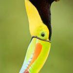 8448 Keel-billed Toucan (Ramphastois sulfuratus), Laguna del Lagarto Lodge, Costa Rica