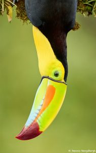 8448 Keel-billed Toucan (Ramphastois sulfuratus), Laguna del Lagarto Lodge, Costa Rica