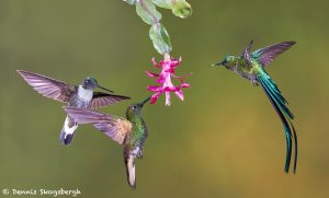 9099 Buff-tailed Coronet, Collard Inca and Violet-tailed Sylph, Ecuador