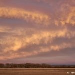 8413 Sunset, Bosque del Apache, NM