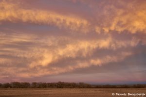 8413 Sunset, Bosque del Apache, NM