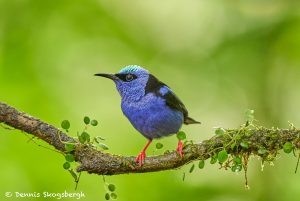 8933 Male Red-legged Honeycreeper (Cyanerpes cyaneus), Laguna del Lagarto Lodge, Costa Rica