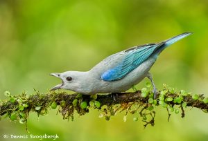 8935 Blue-gray Tanager, Territorial Display (Thraupis episcopus), Costa Rica